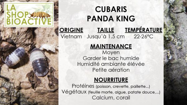 fiche isopod cubaris panda king