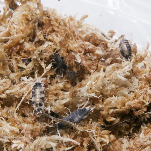Isopodes Porcellionides pruinosus oreo crumbles