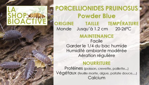 porcellionides pruinosus powder blue