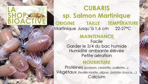 Cubaris Salmon Martinique