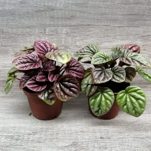 Peperomia caperata zoom