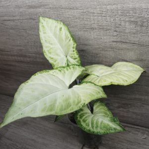 syngonium white butterfly