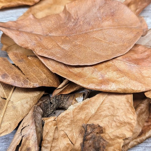 biotop feuille leaf