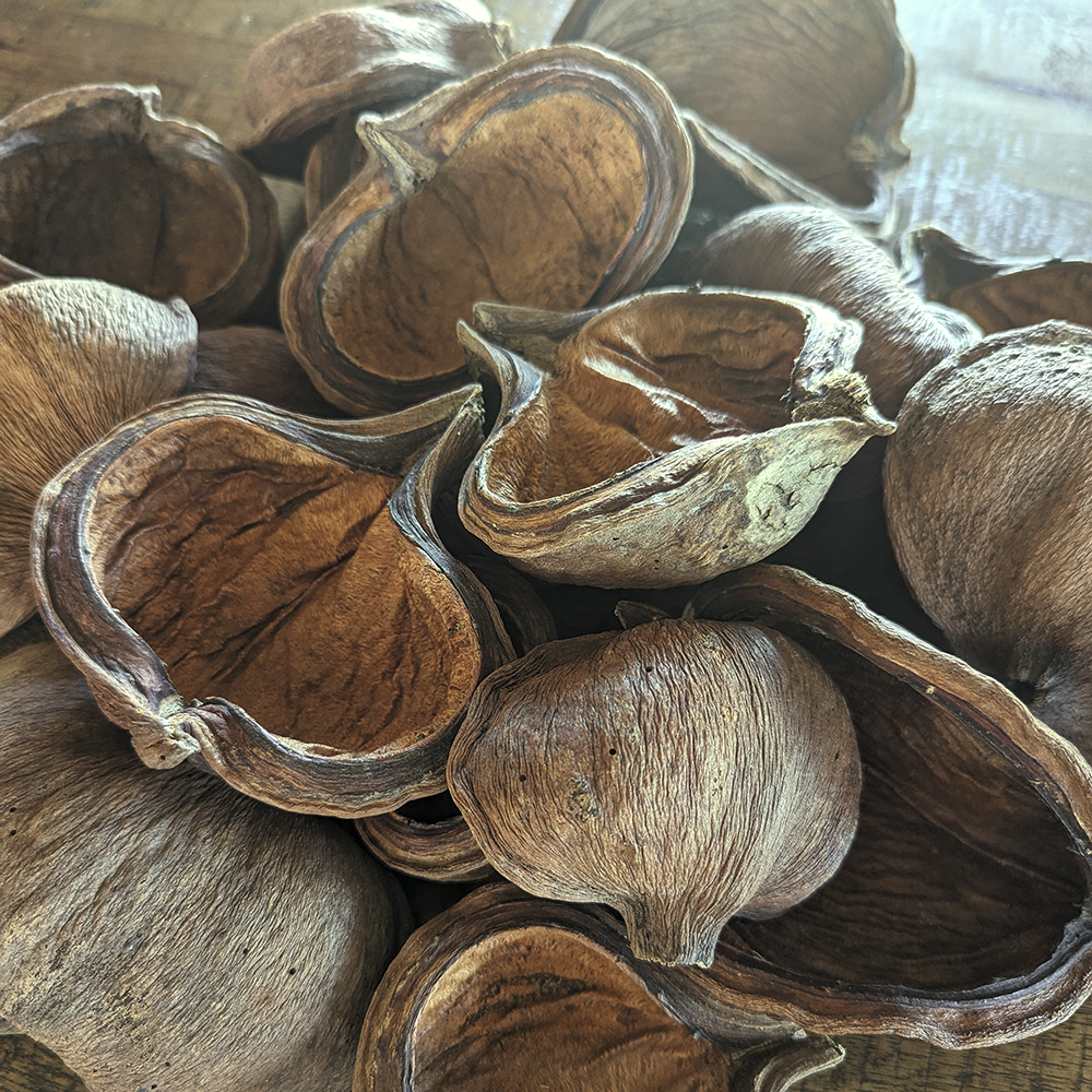 sterculia pod jungle pod