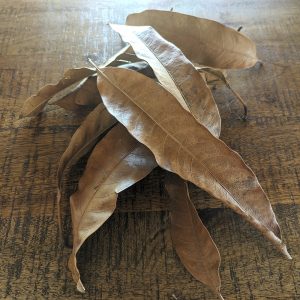 feuilles de manguier