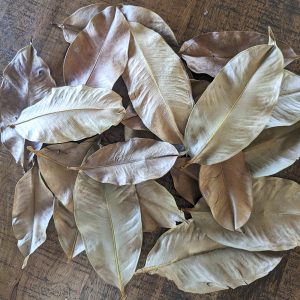 mangosteen leave