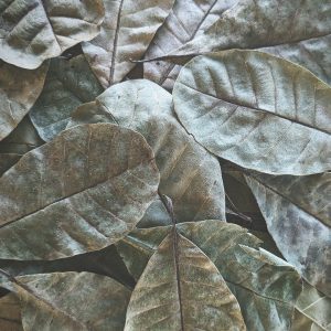 feuilles de cajou