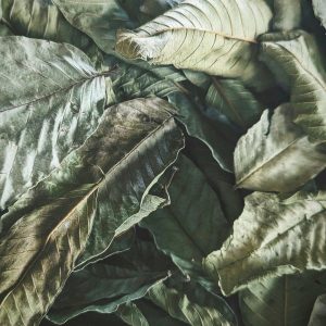 Feuilles de Goyave - Guava Leaves x10