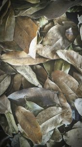 khaya leaves