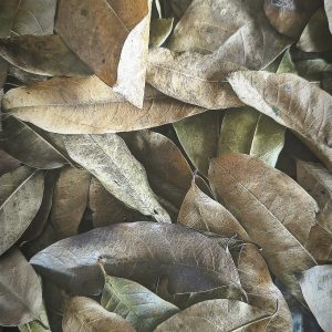 khaya leaves