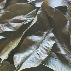 feuilles de mangoustan