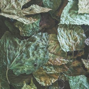 feuilles de murier
