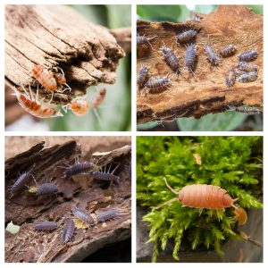 porcellinides pruinosus party mix