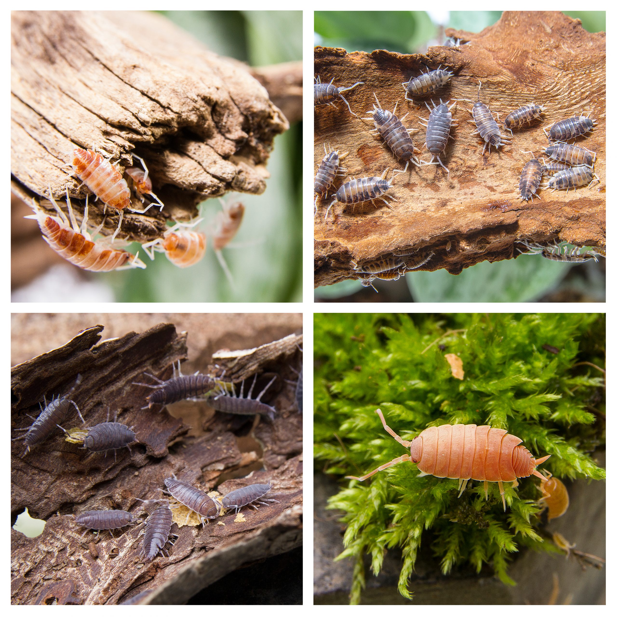 porcellinides pruinosus party mix