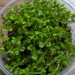 Selaginella Golden - Kraussiana Aurea