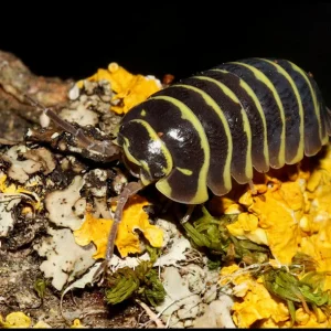 Armadillidium maculatum Yellow zebra