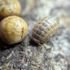 Helleria Brevicornis