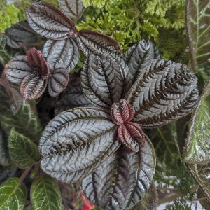Pilea Spruceana