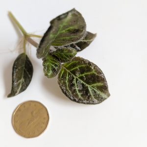 Episcia Cupreata Pink Panther