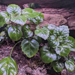 Lierre suédois / Plectranthus Verticillatus - en pot