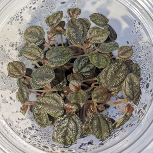 Peperomia antoniana 'Ecuador'