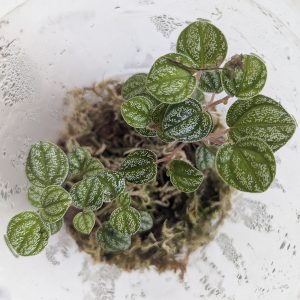 Peperomia Antoniana 'Green'
