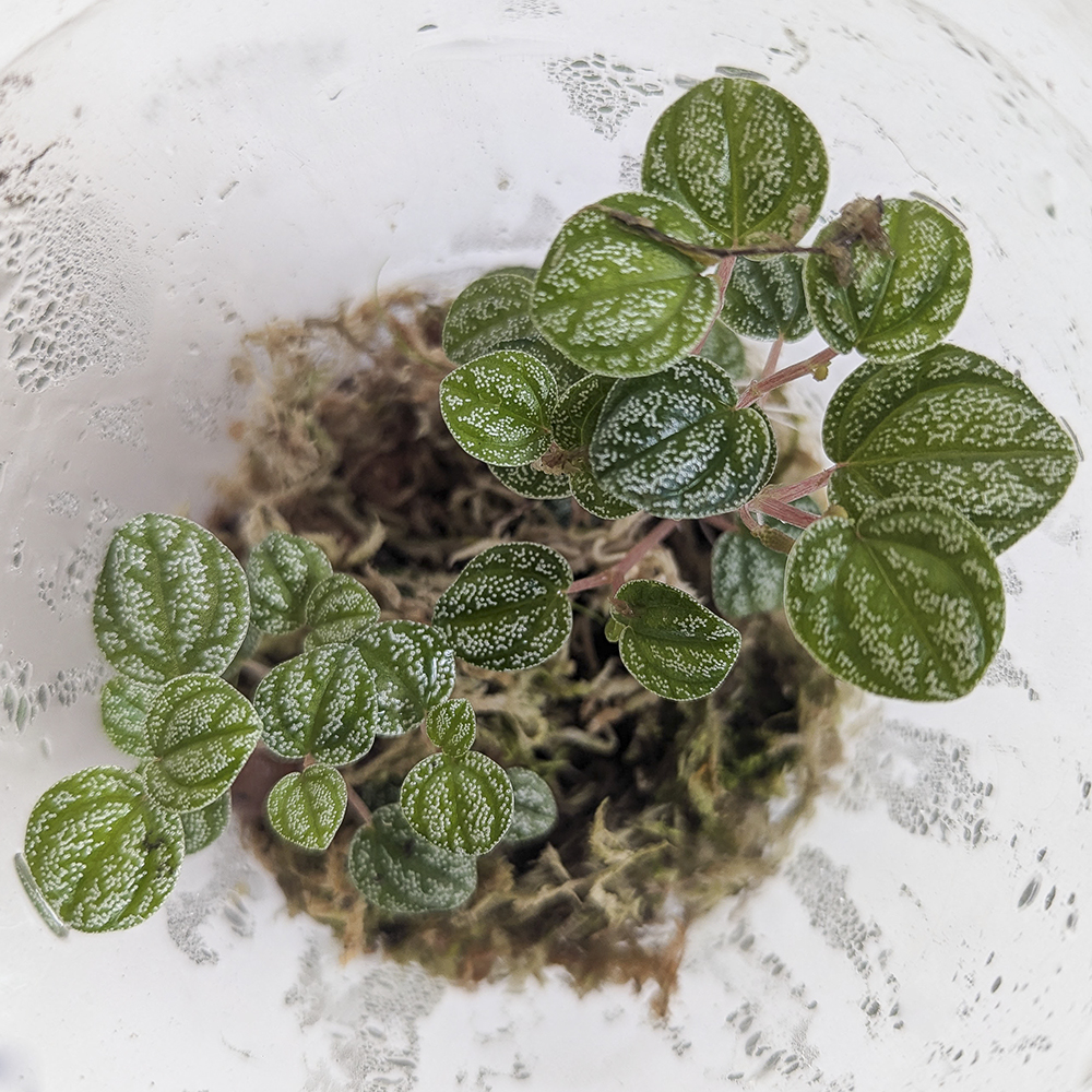 Peperomia Antoniana 'Green'