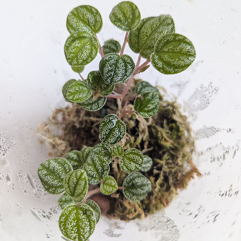 Peperomia Antoniana 'Green' – Image 2