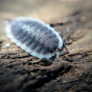 Porcellio werneri Canada