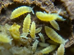 Ceratophysella sp. “Lilac Yellow Albino” – Springtails rares bioactifs