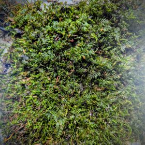 Mousse vivante naturelle pour terrarium bioactif format 3x5