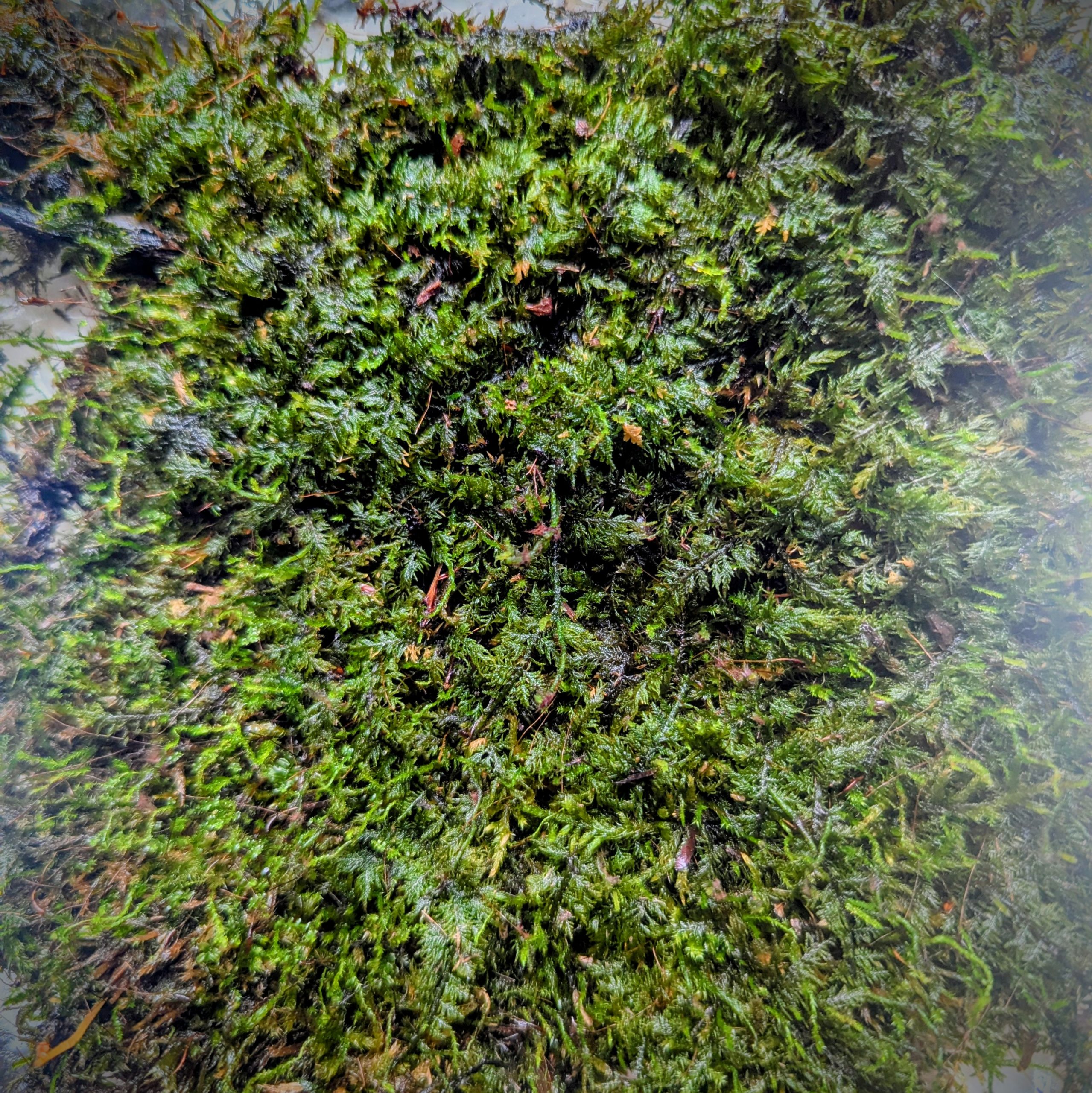 Mousse vivante naturelle pour terrarium bioactif format 3x5