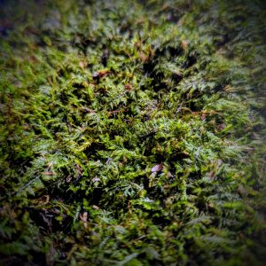 Mousse vivante naturelle pour terrarium bioactif format 3x5