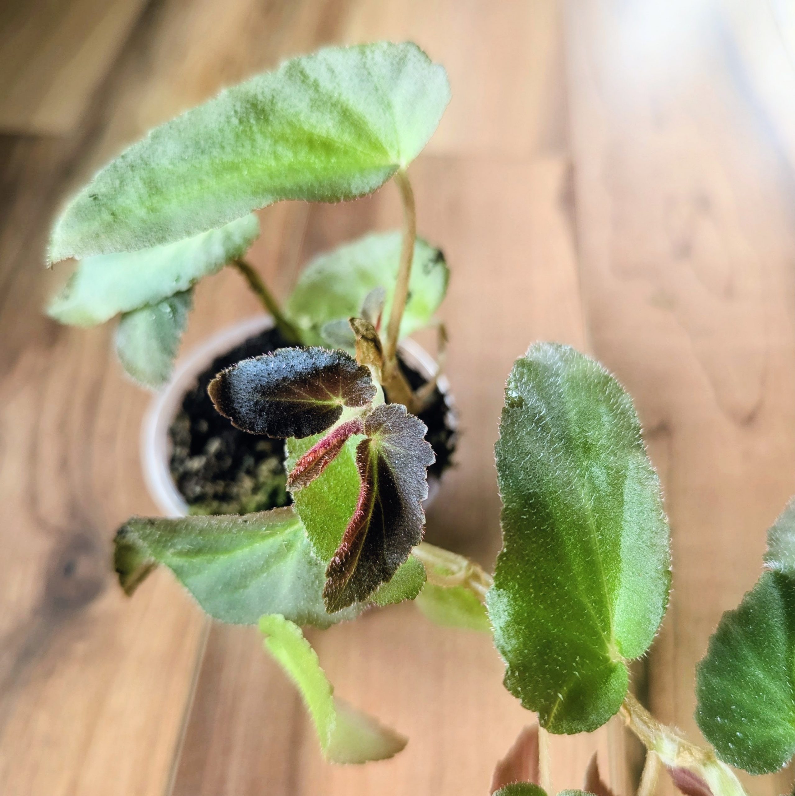 begonia-thelmae-terrarium-bioactif.jpg