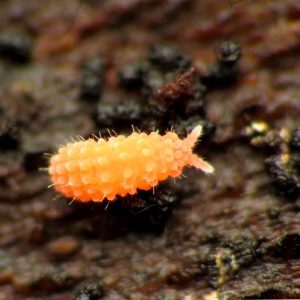 Yuukianura aphoruroides Orange – Springtails rares bioactifs