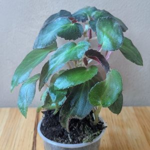 begonia-thelmae-terrarium-bioactif.jpg