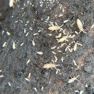 Pink Tropical Springtails (Collemboles Tropicaux Roses)