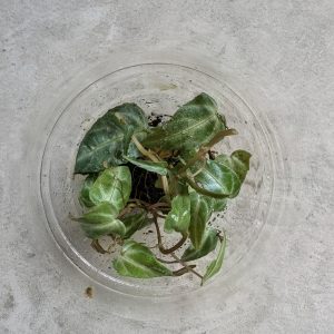 Cissus amazonia – Plante tropicale pour terrarium bioactif