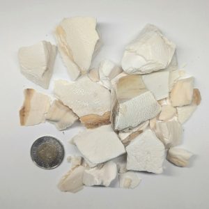 Os de seiche concassé – Calcium naturel pour isopodes et terrarium